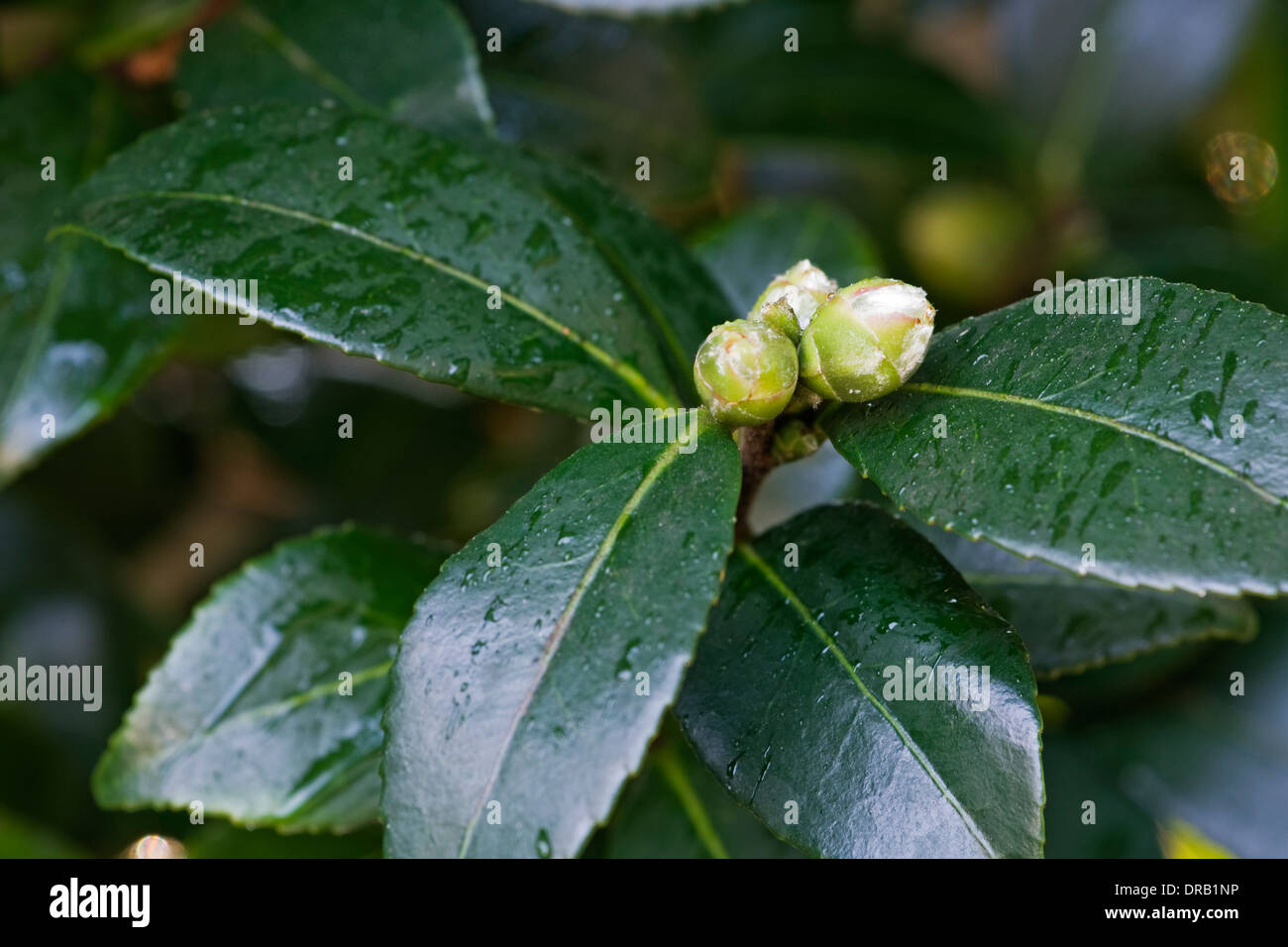 Japanese camellia (Camelia japonica) Stock Photo