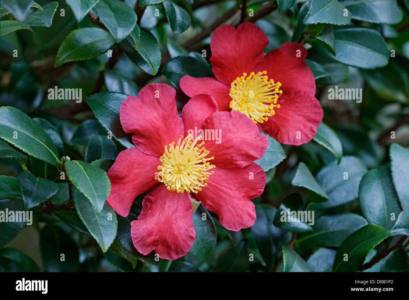 Japanese camellia (Camelia japonica) Stock Photo