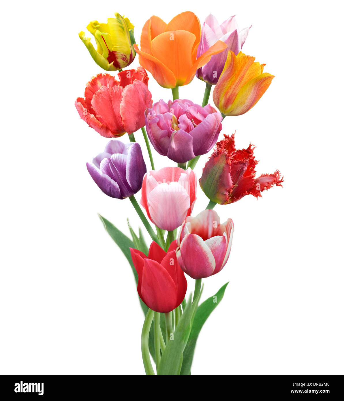Colorful Tulips Flowers Isolated On White Background Stock Photo - Alamy