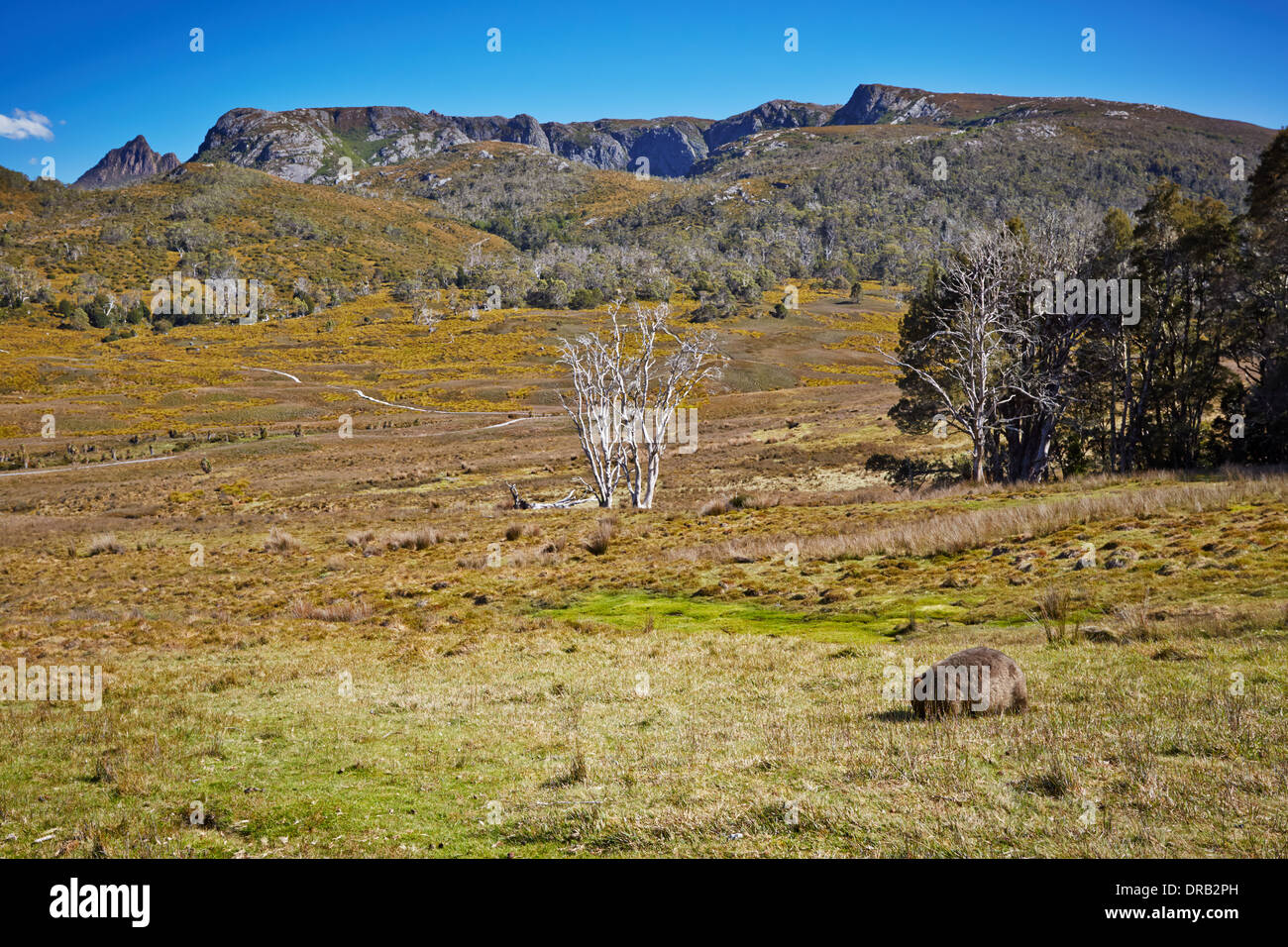 Amazing views in Cradle Mountain - Lake St Clair National Park with wombat eating grass Stock Photo