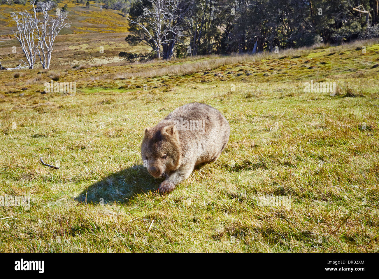 Wombat crossing grasslands in the Cradle Mountain Lake St Clair National Park in Tasmania, Australia Stock Photo
