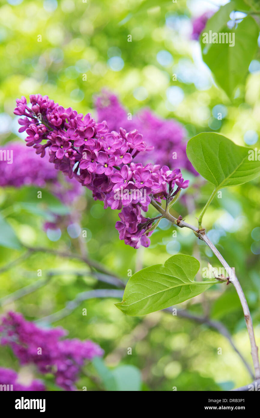 Lilac blossoms, Toronto, Ontario, Canada Stock Photo Alamy