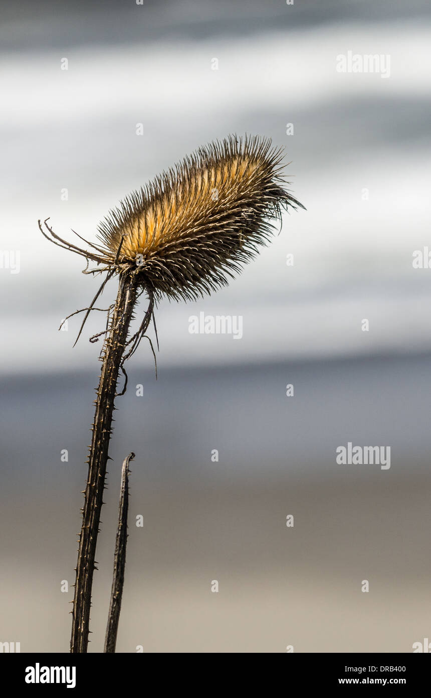 Growing along roadside hi-res stock photography and images - Alamy