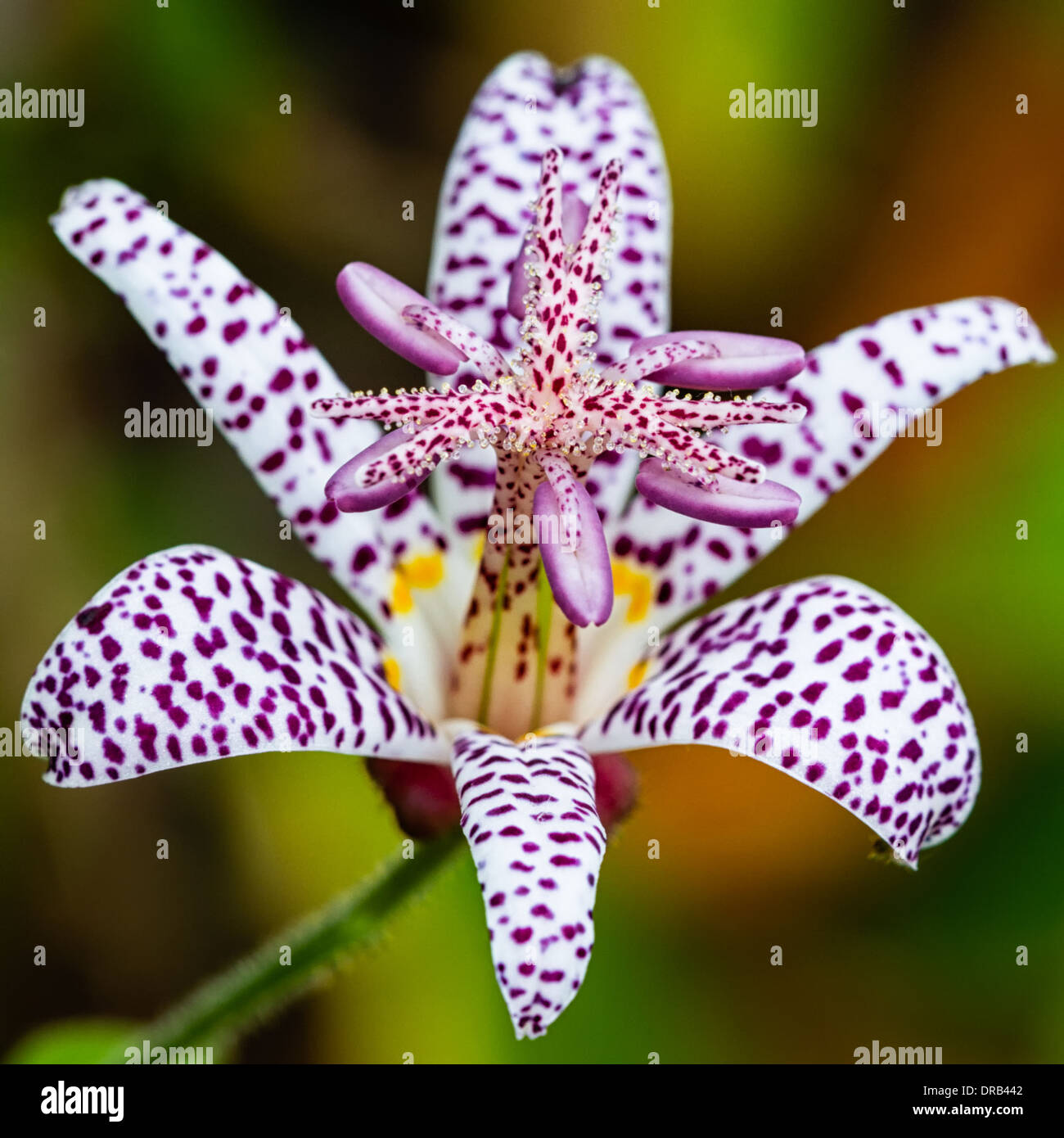 A close-up macro view of a toad lily (Tricyrtis formosana) a green and orange background. Stock Photo