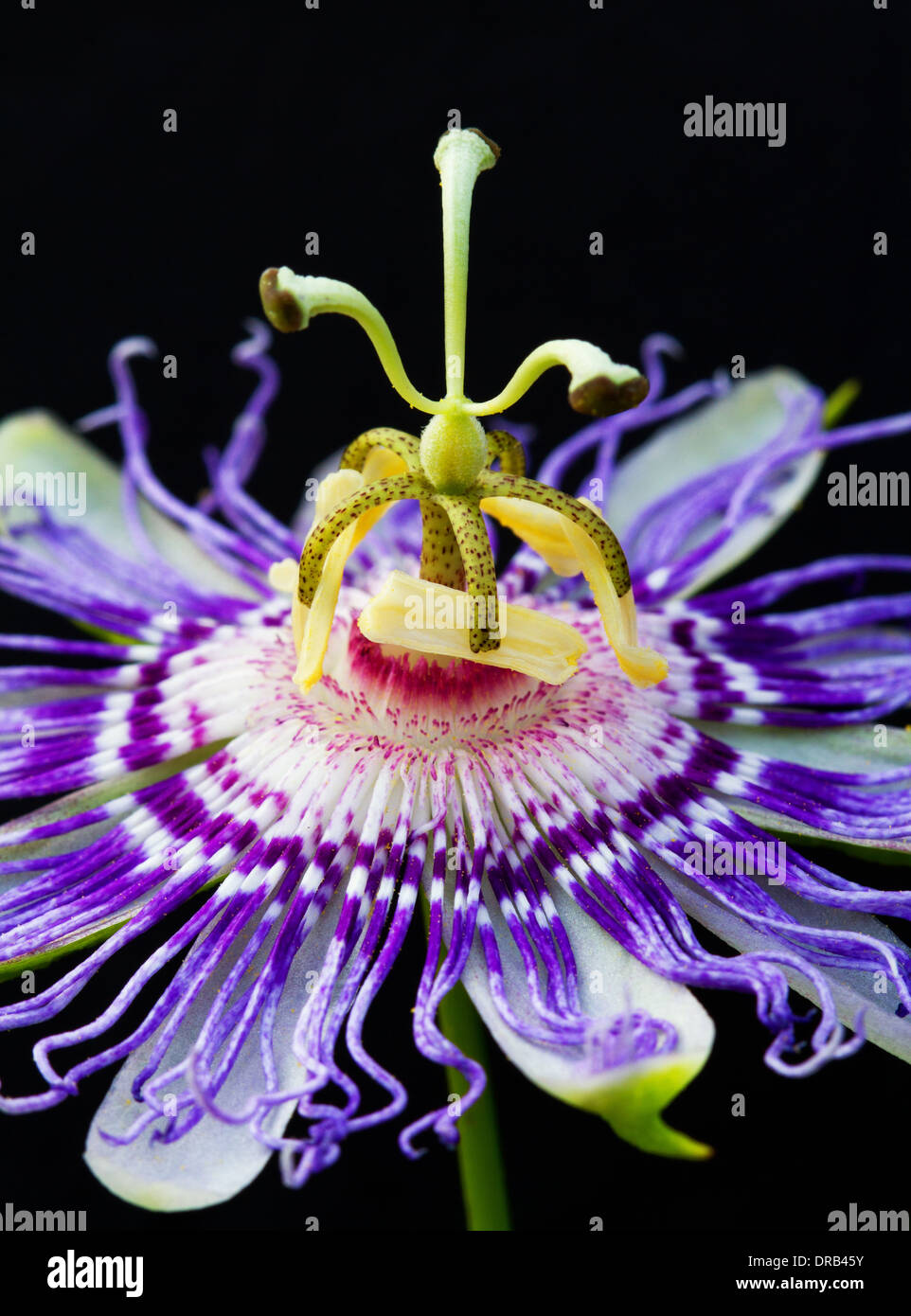 A close-up macro view of a passion flower (Passiflora Incarnata) set against a black background. Stock Photo