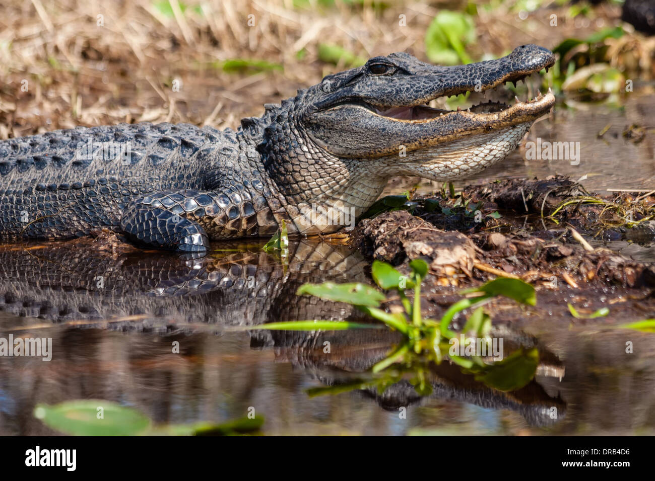 An American alligator (Alligator mississippiensis) warming itself by ...
