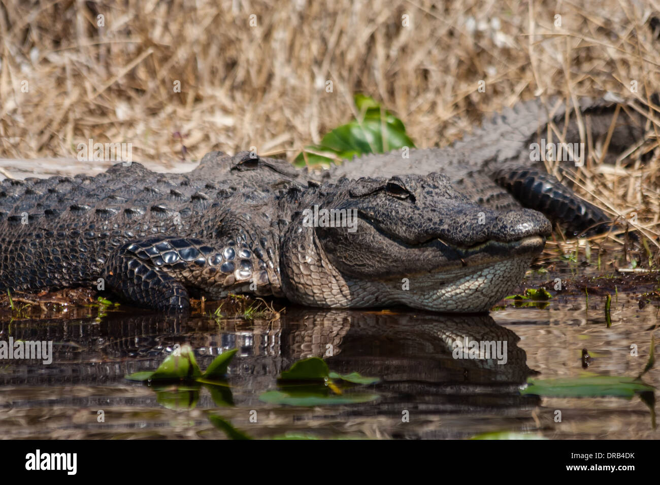 An American alligator (Alligator mississippiensis) warming itself by sitting in the sun in a swamp. Stock Photo