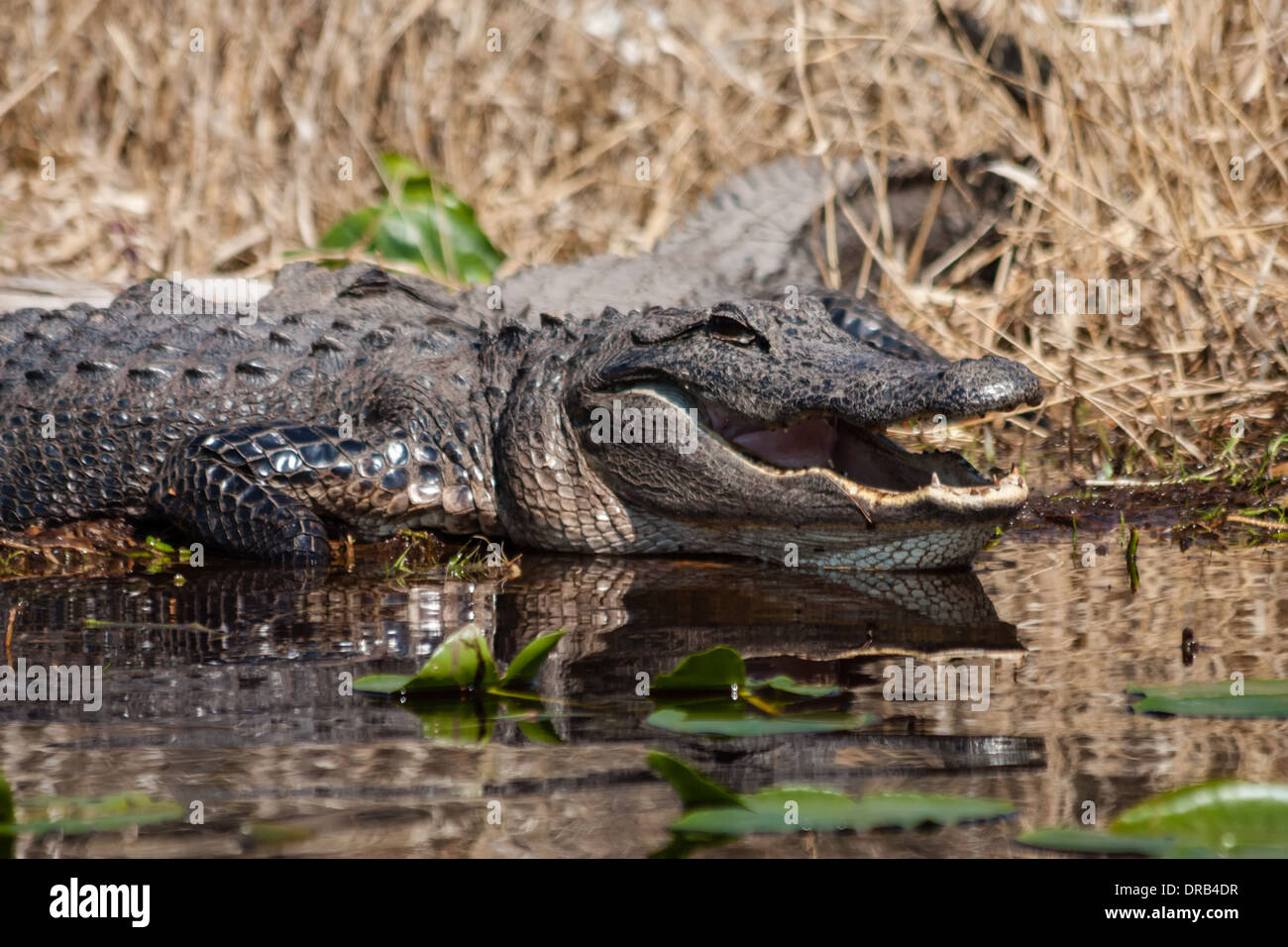 An American alligator (Alligator mississippiensis) warming itself by sitting in the sun in a swamp. Stock Photo
