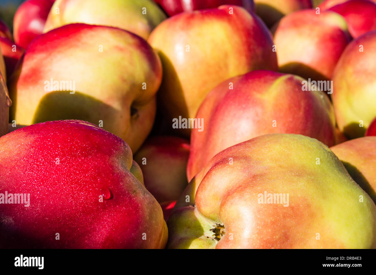 Apples on display in bulk bins at a farmer's market in Oregon. Hood