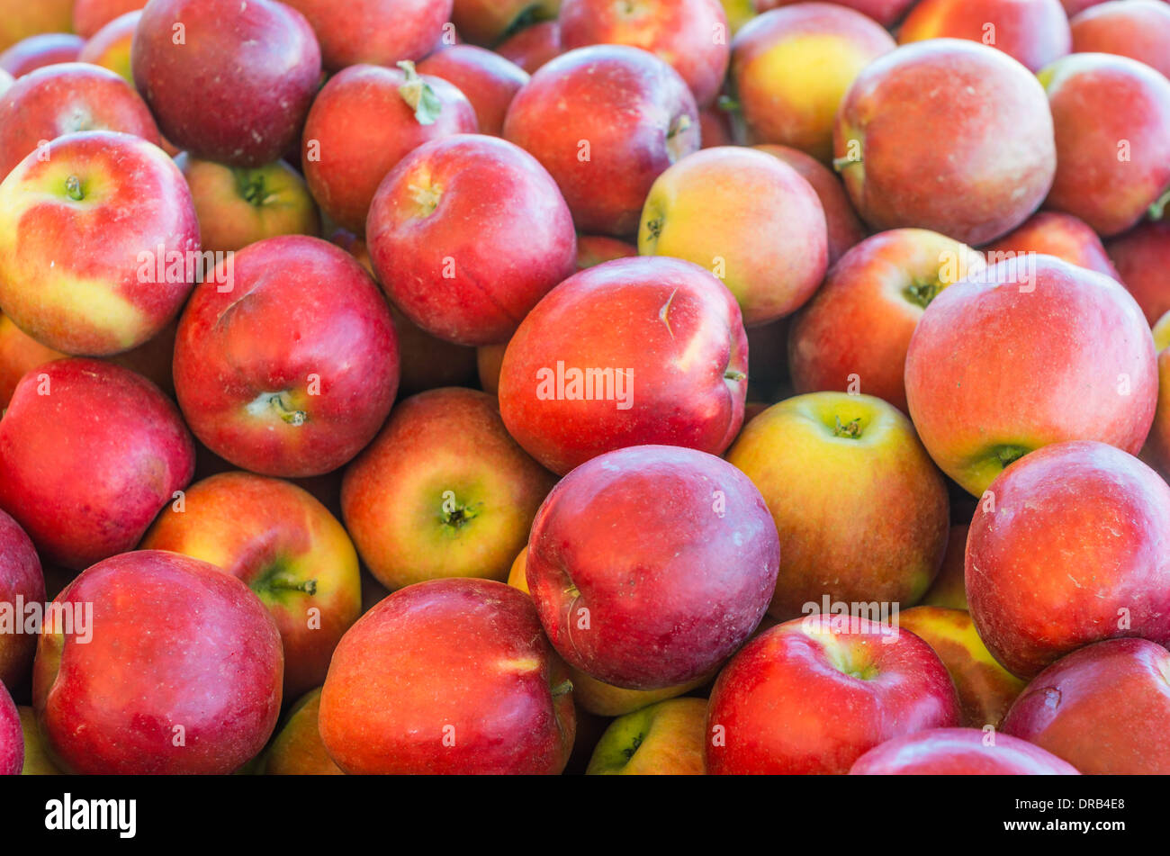 Apples on display in bulk bins at a farmer