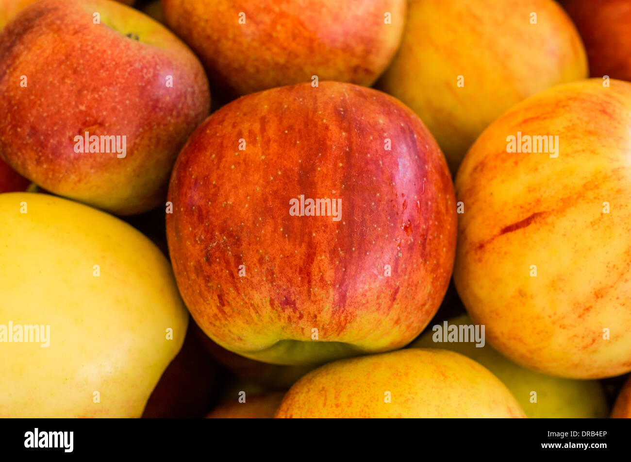 Apples on display in bulk bins at a farmer's market in Oregon. Hood