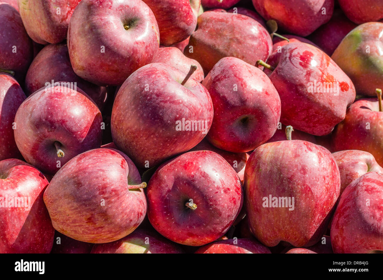 Apples on display in bulk bins at a farmer's market in Oregon. Hood
