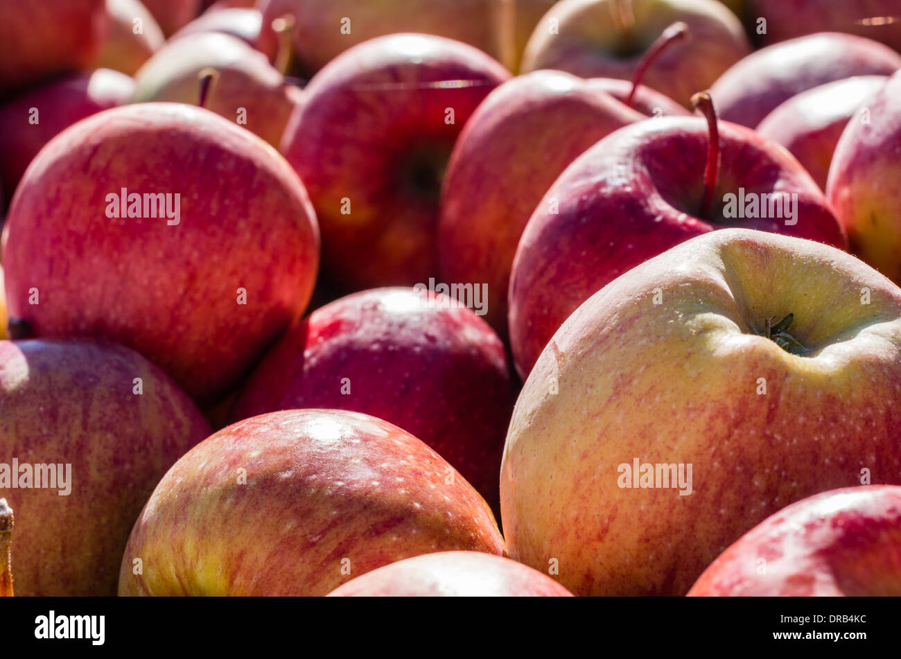 Apples on display in bulk bins at a farmer's market in Oregon. Hood