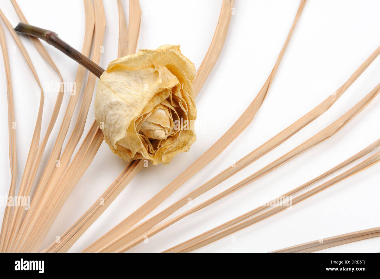 Dying flower hires stock photography and images Alamy