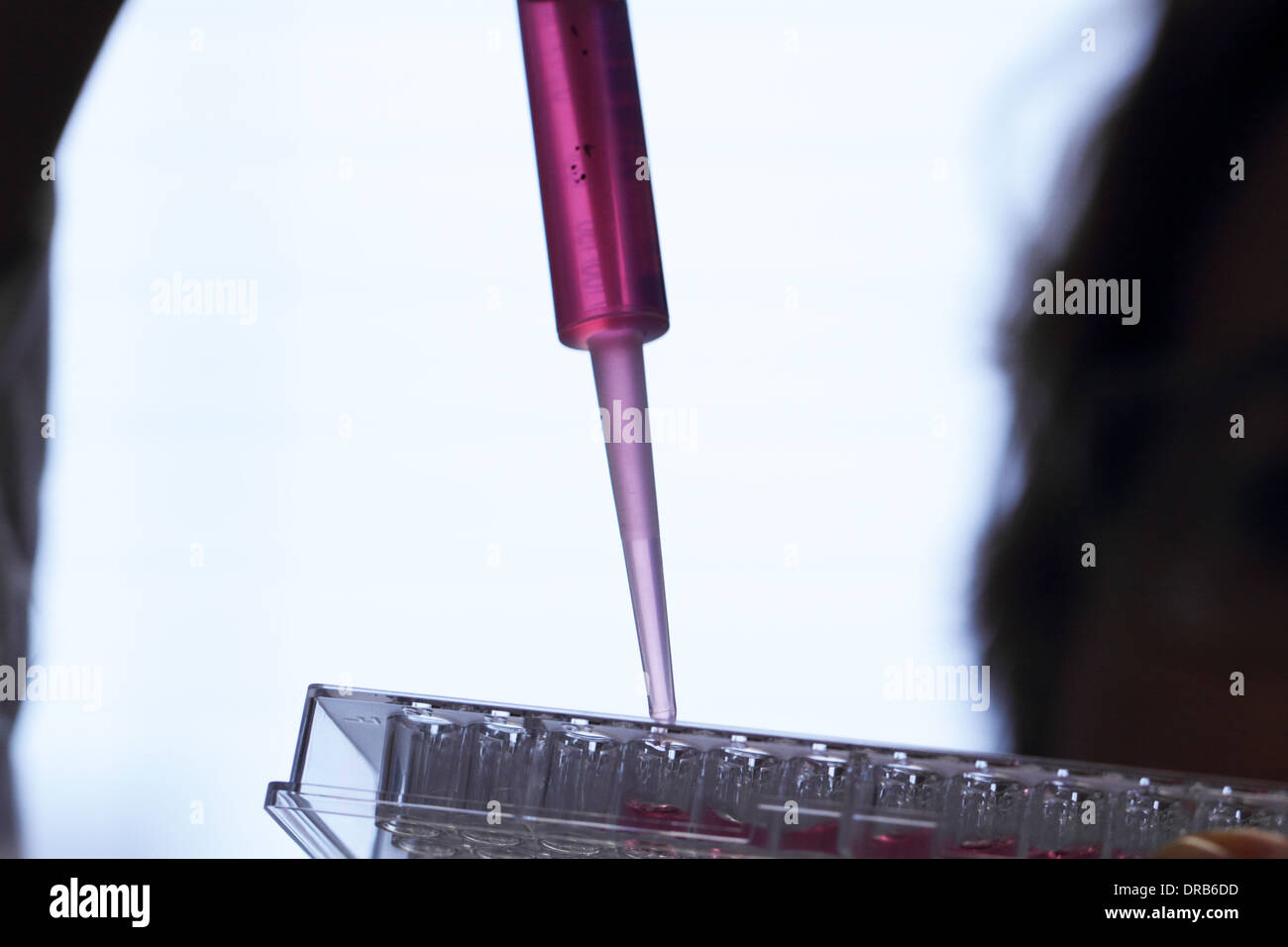 a tip of a pipette pipetting red medium in a multi titer plate Stock Photo