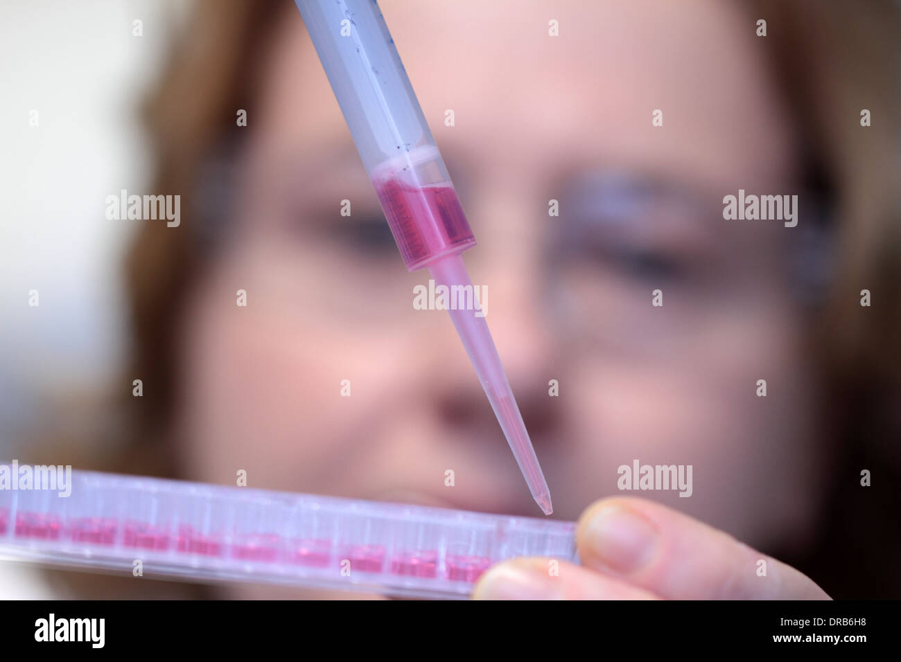 a Caucasian woman technical person pipetting red medium in a multi titer plate in a lab Stock Photo