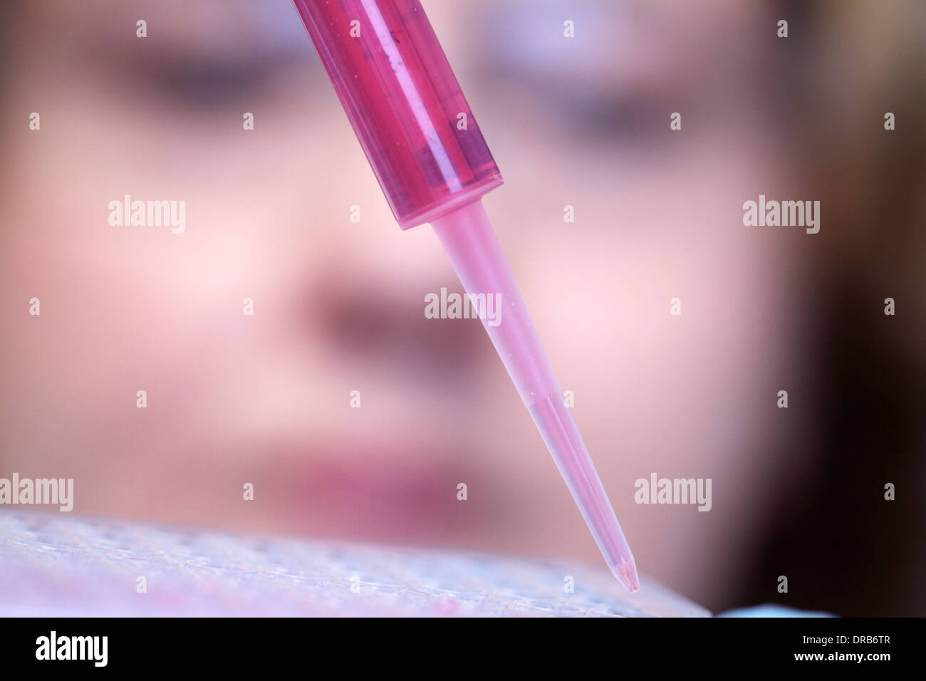 a Caucasian woman technical person pipetting red medium in a multi titer plate in a lab Stock Photo