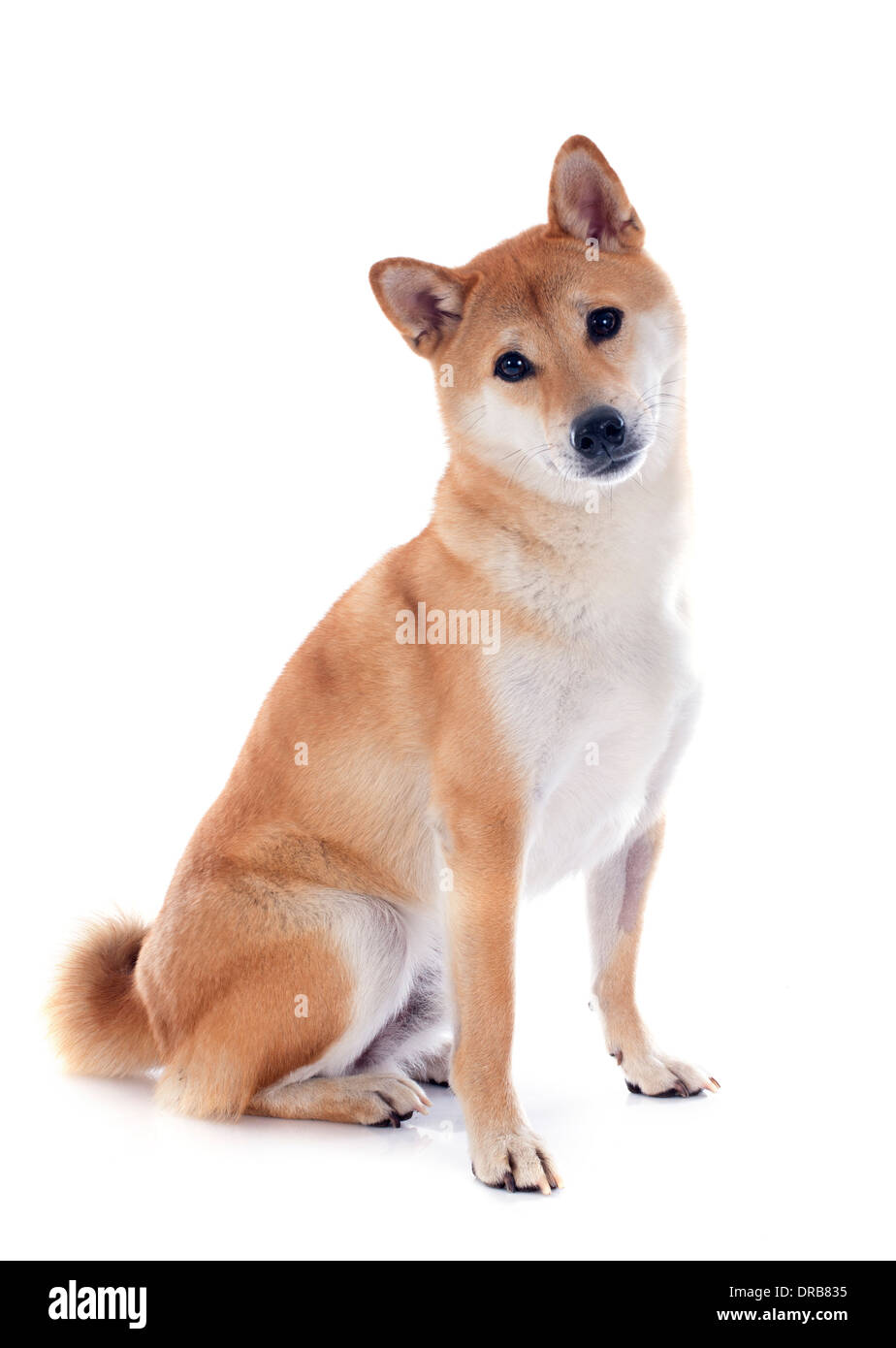 Shiba inu Cut Out Stock Images & Pictures - Alamy