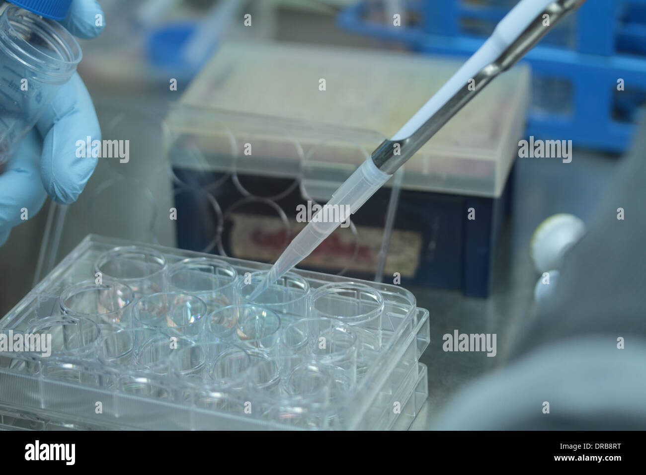 person a hand withe glove pipetting in multi titer plate Stock Photo