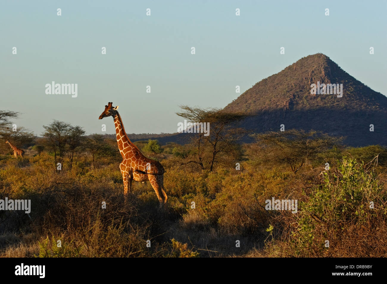 Reticulated Giraffe (Giraffa camelopardalis reticulata), Samburu Stock Photo