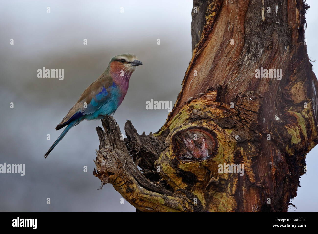 Lilac-breasted Roller (Coracias caudatus), Stock Photo
