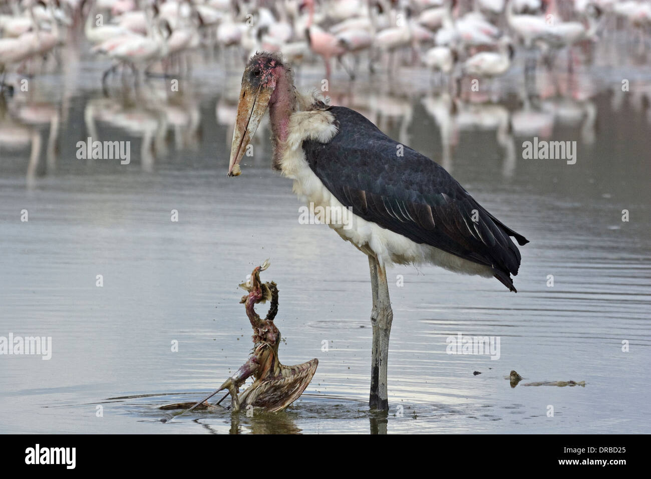 Marabou Stork (Leptoptilos crumeniferus), eating Lesser Flamingo Stock Photo