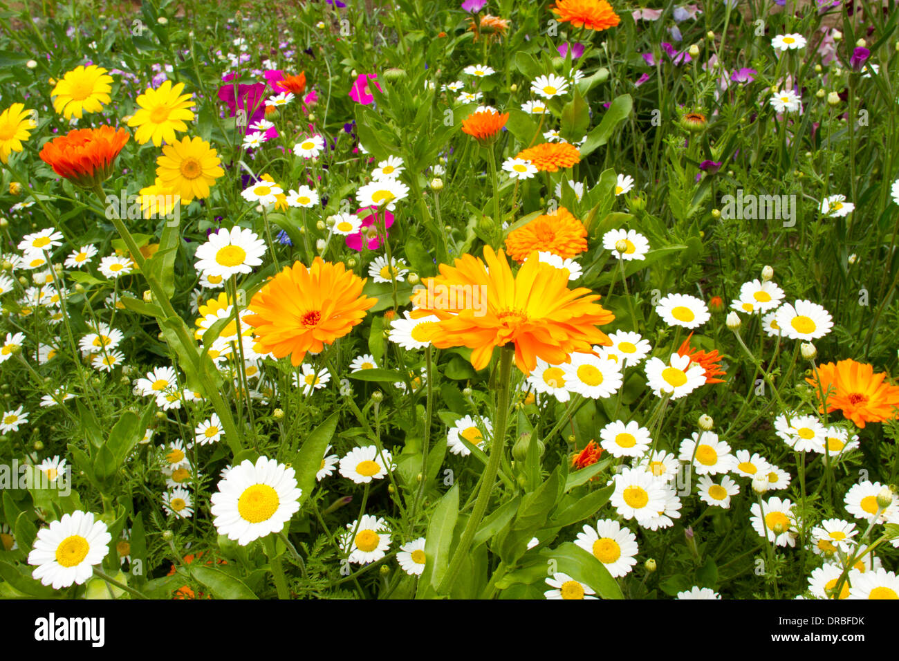 Mixed annual flowers (Anthemis, Tagetes, Calendula), flowering in a garden border. Powys, Wales. July. Stock Photo