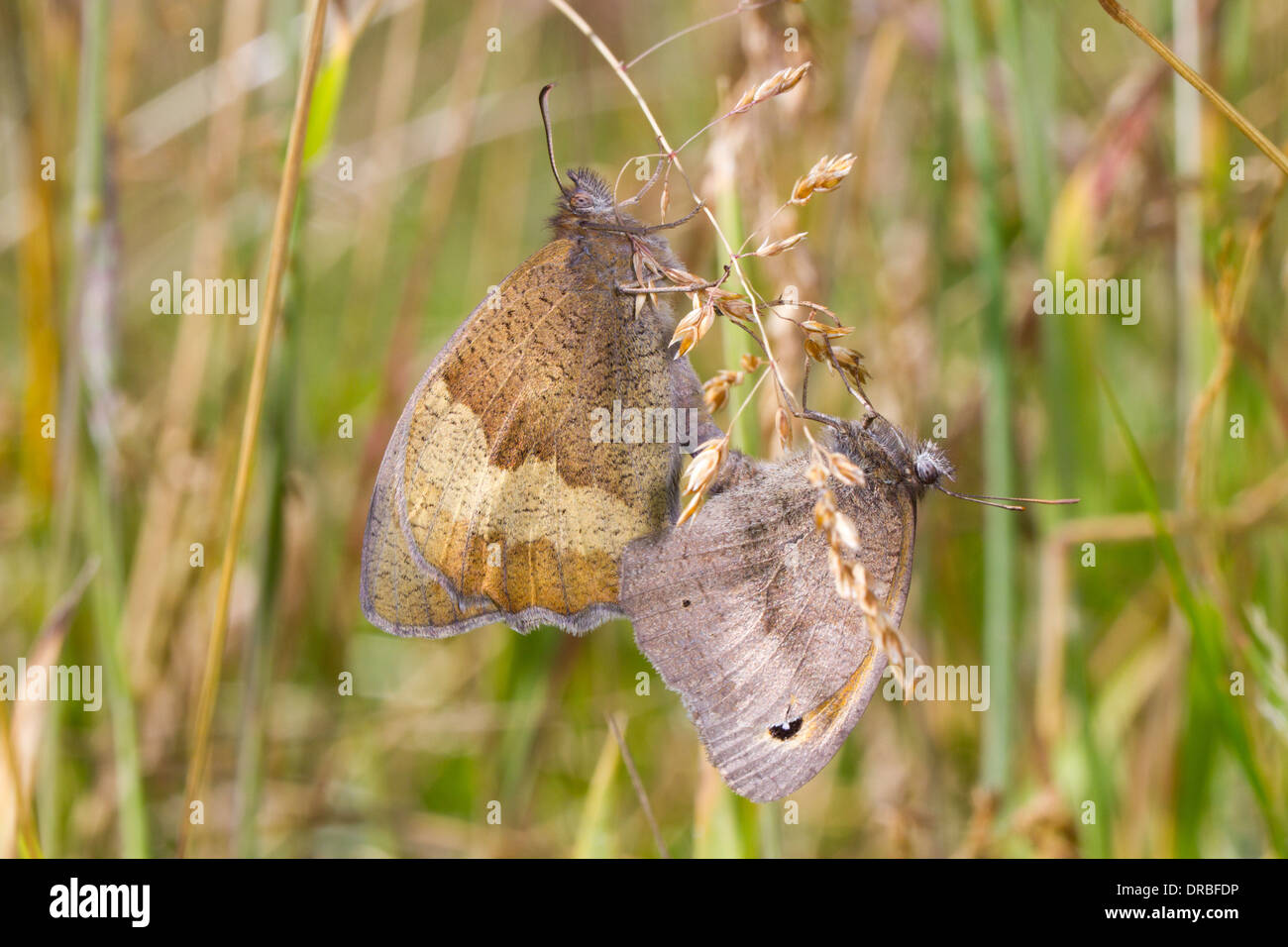 Meadow Brown butterflies (Maniola jurtina) adult pair mating. Powys, Wales. July. Stock Photo
