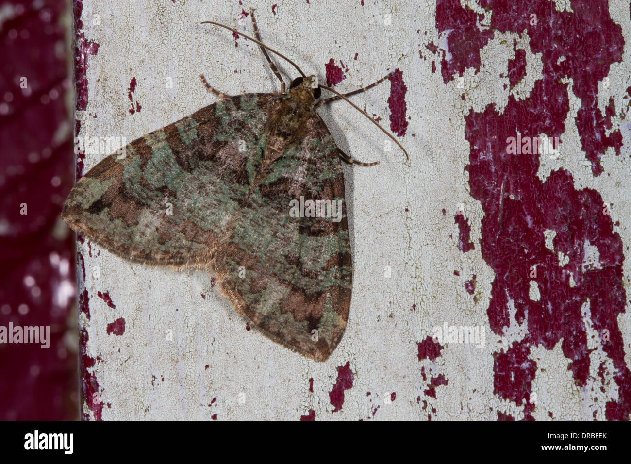July Highflyer moth (Hydriomena furcata) adult resting on peeling paint. Powys, Wales. July Stock Photo