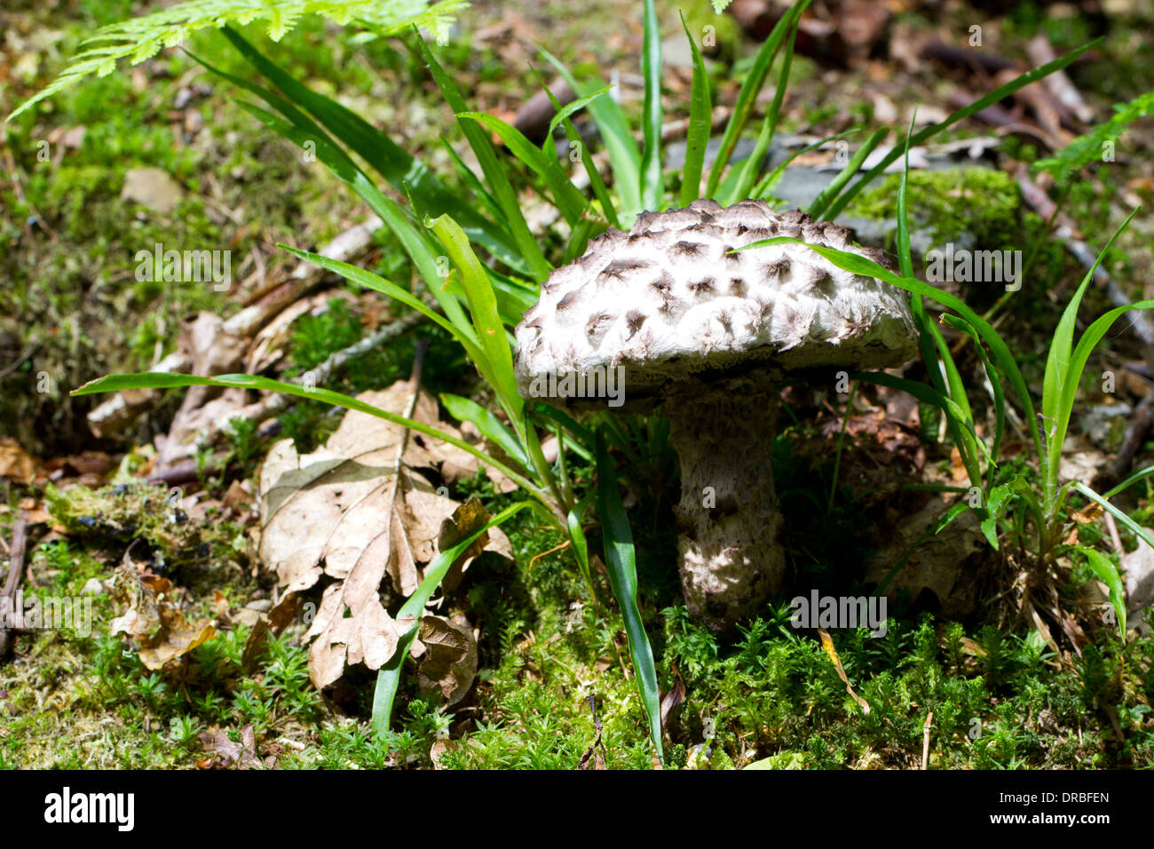 Old Man of the Woods fungus (Strobilomyces floccopus) fruiting body. Herefordshire, England. July. Stock Photo