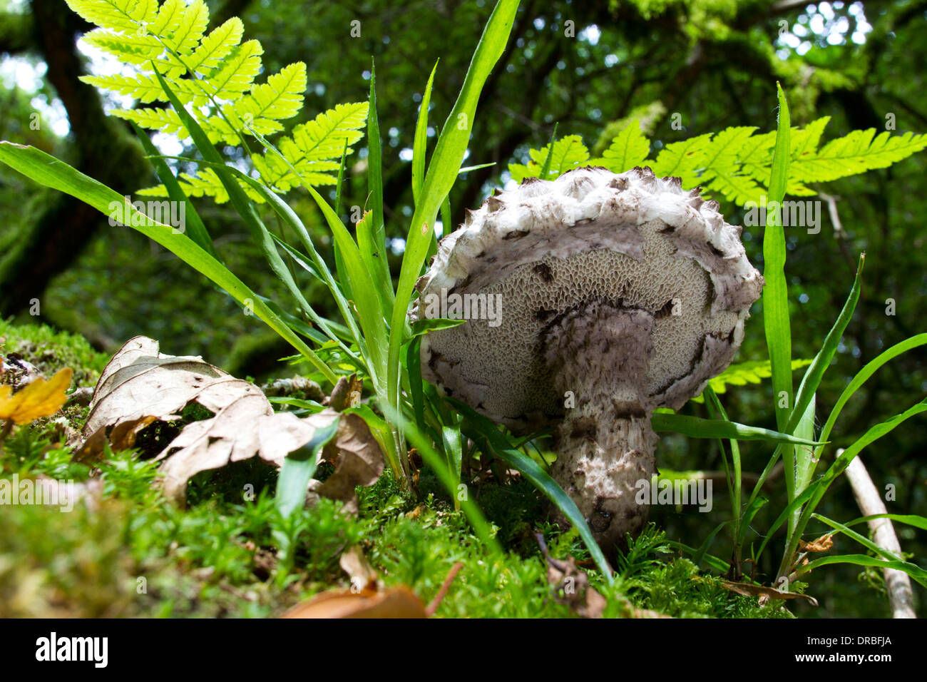Old Man of the Woods fungus (Strobilomyces floccopus) fruiting body. Herefordshire, England. July. Stock Photo
