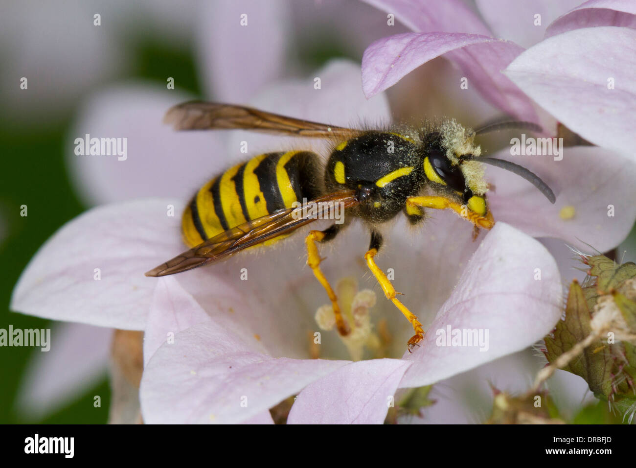 Tree Wasp (Dolicovespula sylvestris) adult worker covered in pollen after feeding in a Campanula flower. Stock Photo