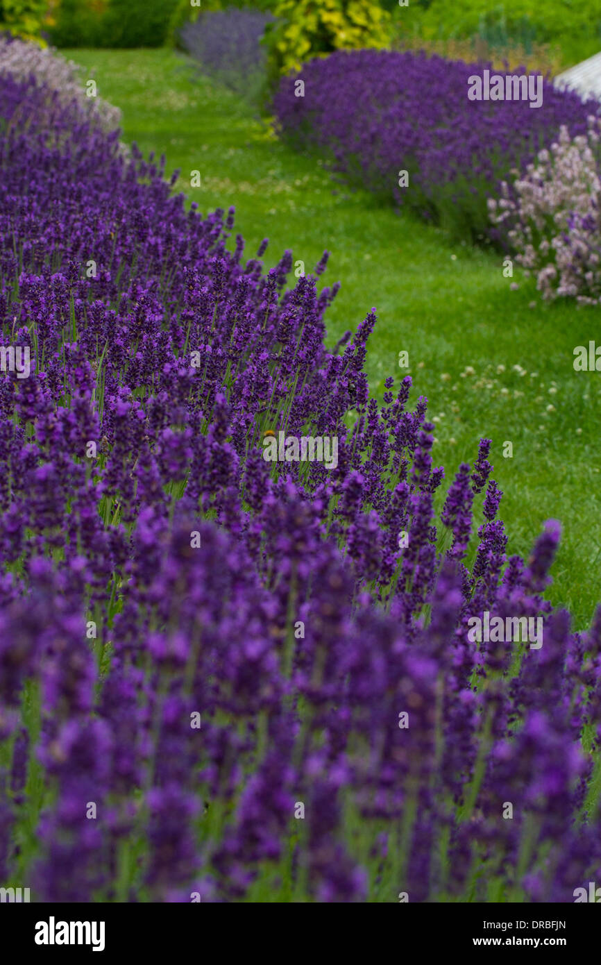 Lavender (Lavandula angustifolia) cultivars flowering in a garden. Herefordshire, England. July. Stock Photo