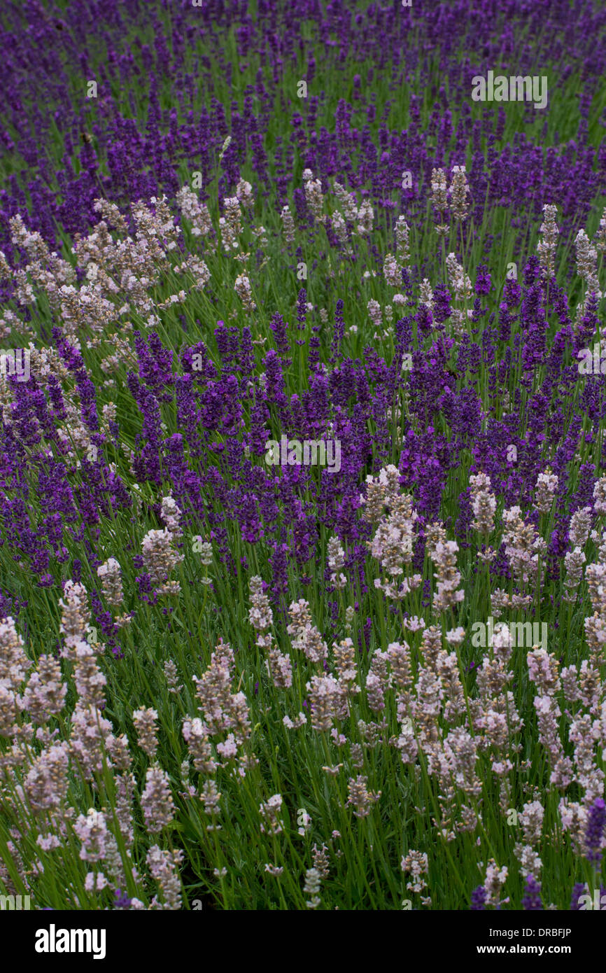 Lavender (Lavandula angustifolia) cultivars flowering in a garden. Herefordshire, England. July. Stock Photo