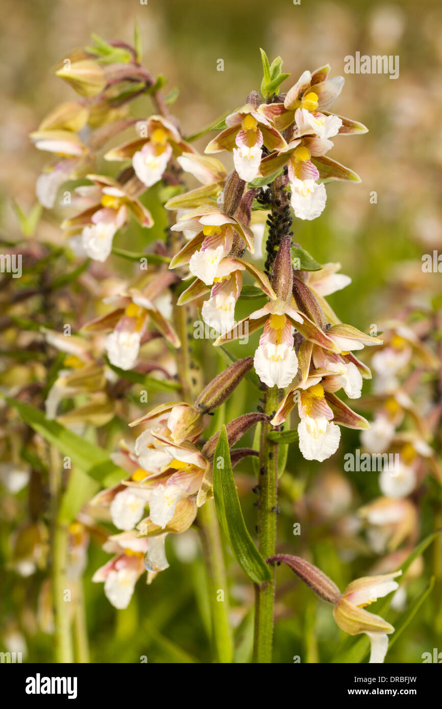 Marsh Helleborine (Epipactis palustris) flowering. Ynys-las National Nature Reserve, Ceredigion, Wales. July. Stock Photo