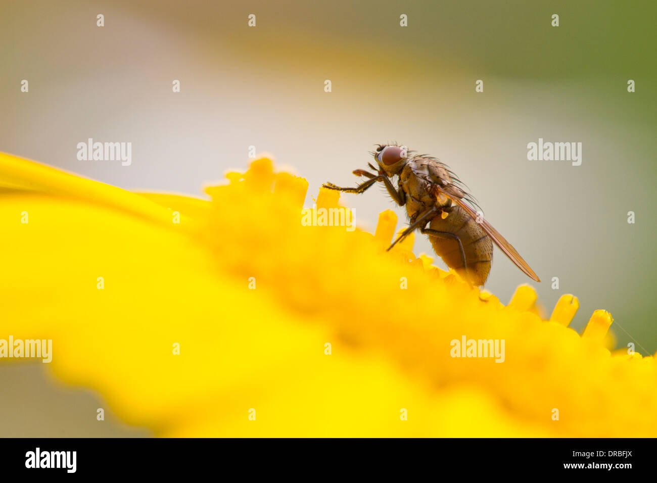 Fly (family Muscidae) feeding on a Tagetes flower in a garden. Powys, Wales. July. Stock Photo