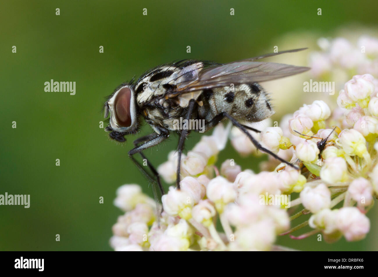 Fly (family Muscidae) on Meadowsweet flowers. Powys, Wales. August. Stock Photo