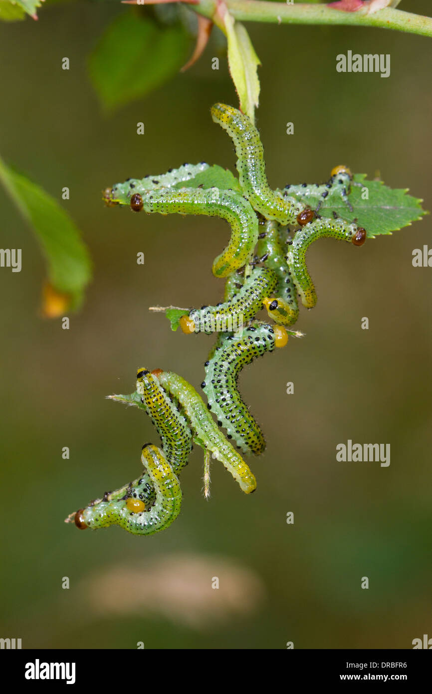 Rose Sawfly (Arge pagana) larvae feeding on leaves of a wild rose. Powys, Wales. August. Stock Photo
