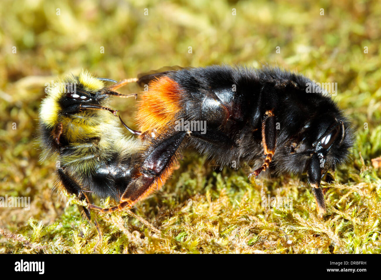 Red-tailed Bumblebees (Bombus lapidarius) pair mating. Powys, Wales. August. Stock Photo