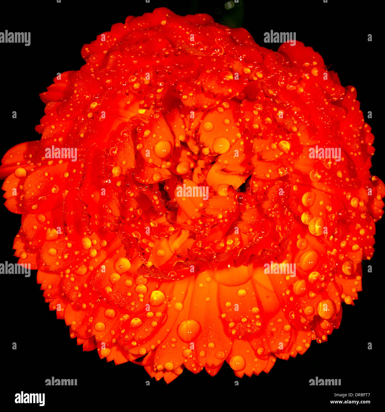Marigold (Tagetes sp.) flower in rain. Powys, Wales. Stock Photo