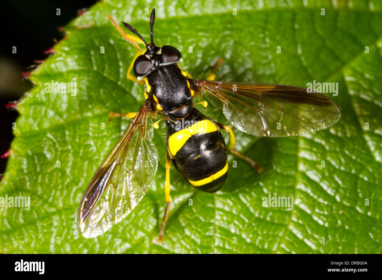 Two-banded Hoverfly (Chrysotoxum bicinctum) adult female on a leaf. Powys, Wales. August. Stock Photo