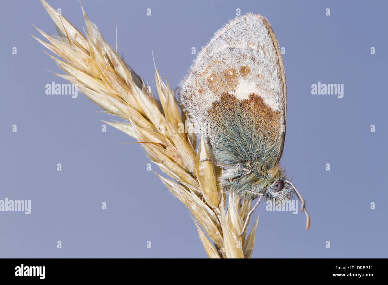 Small Heath Butterfly (Coenonympha pamphilus) resting on a grass seedhead. Powys, Wales. August. Stock Photo