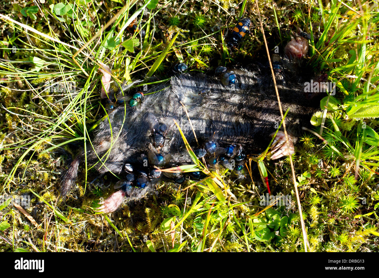 Dead European Mole (Talpa europaea) attracting flies and burying beetles Powys, Wales. August. Stock Photo