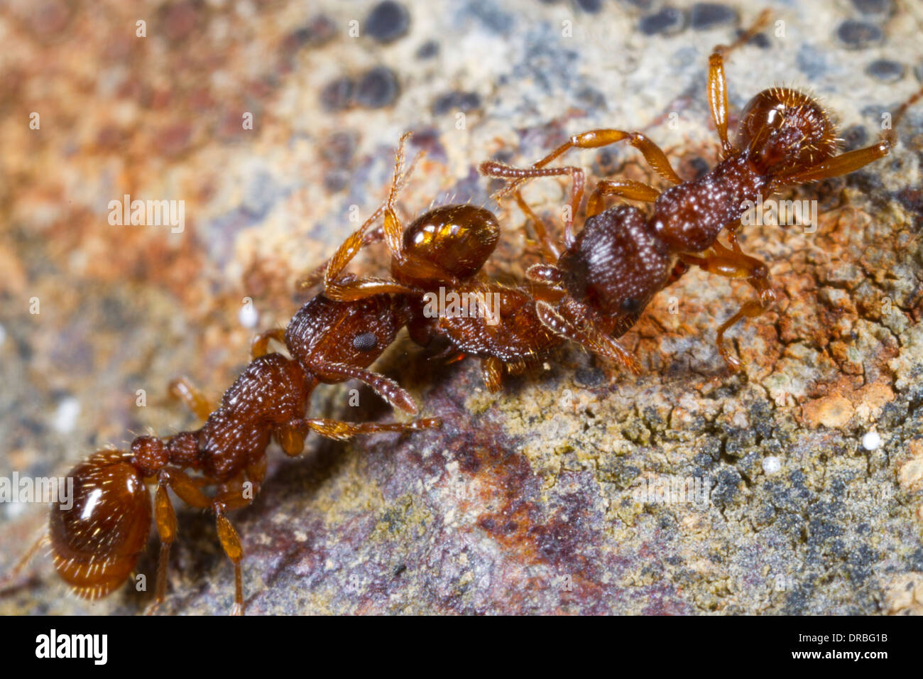 Worker ants of Myrmica sabuleti attacking and predating a worker of Myrmica scabrinodis. Powys, Wales. August. Stock Photo