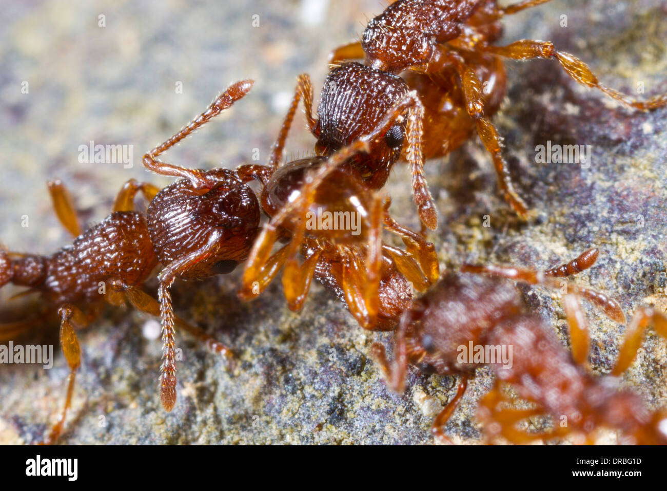 Worker ants of Myrmica sabuleti attacking and predating a worker of Myrmica scabrinodis. Powys, Wales. August. Stock Photo