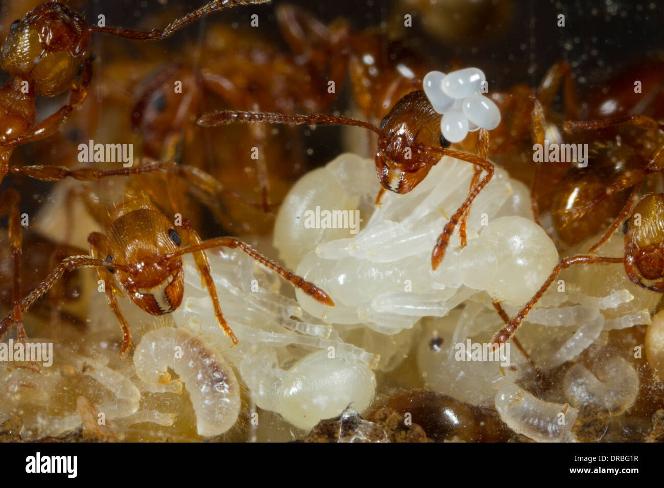 Red Ant (Myrmica rubra) adult workers tending eggs, larvae, and pupae. Stock Photo