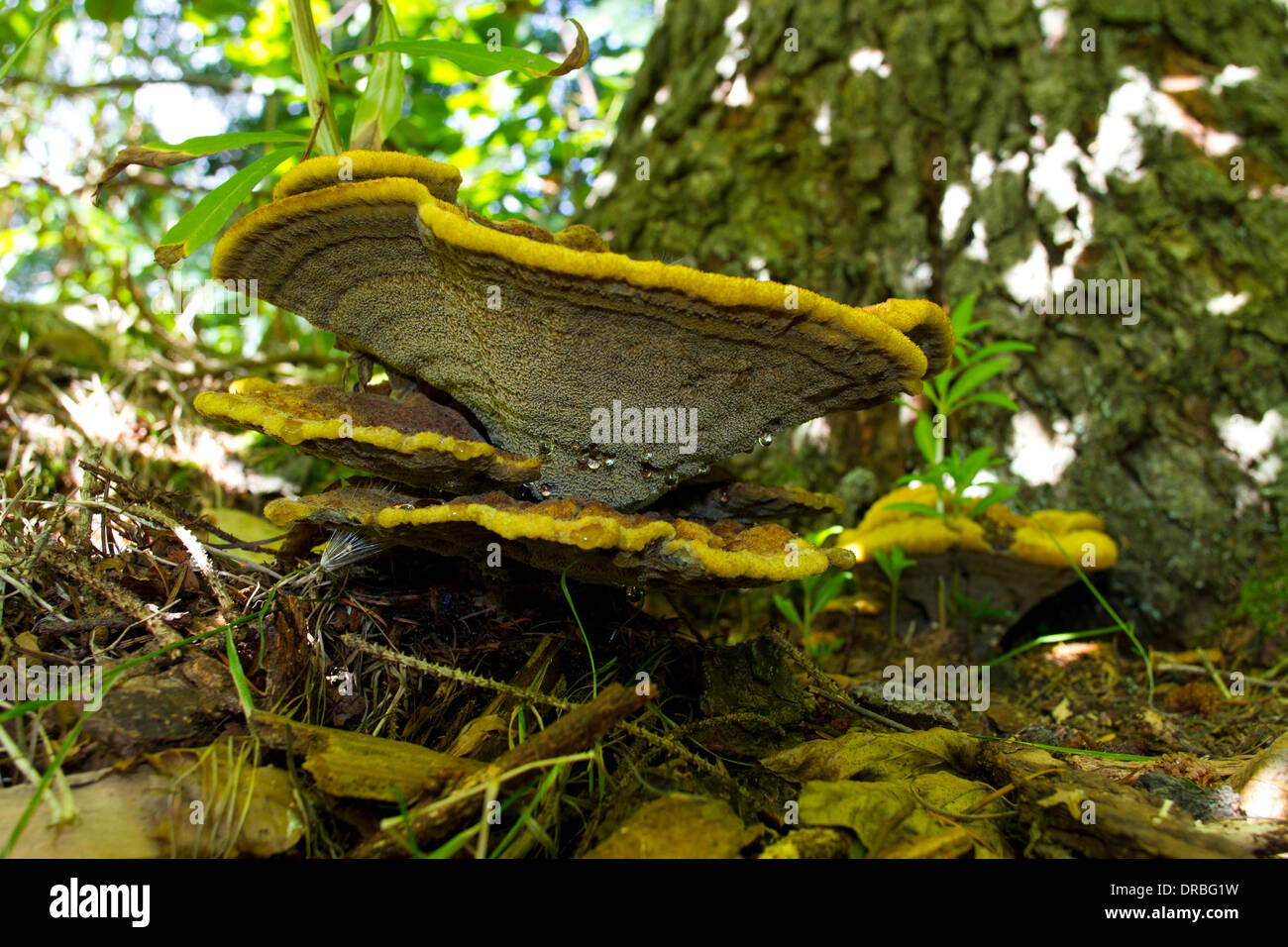 Dyer's Mazegill fungi (Phaeolus schweinitzii) fruiting bodies under a spruce tree. Powys, Wales. August. Stock Photo