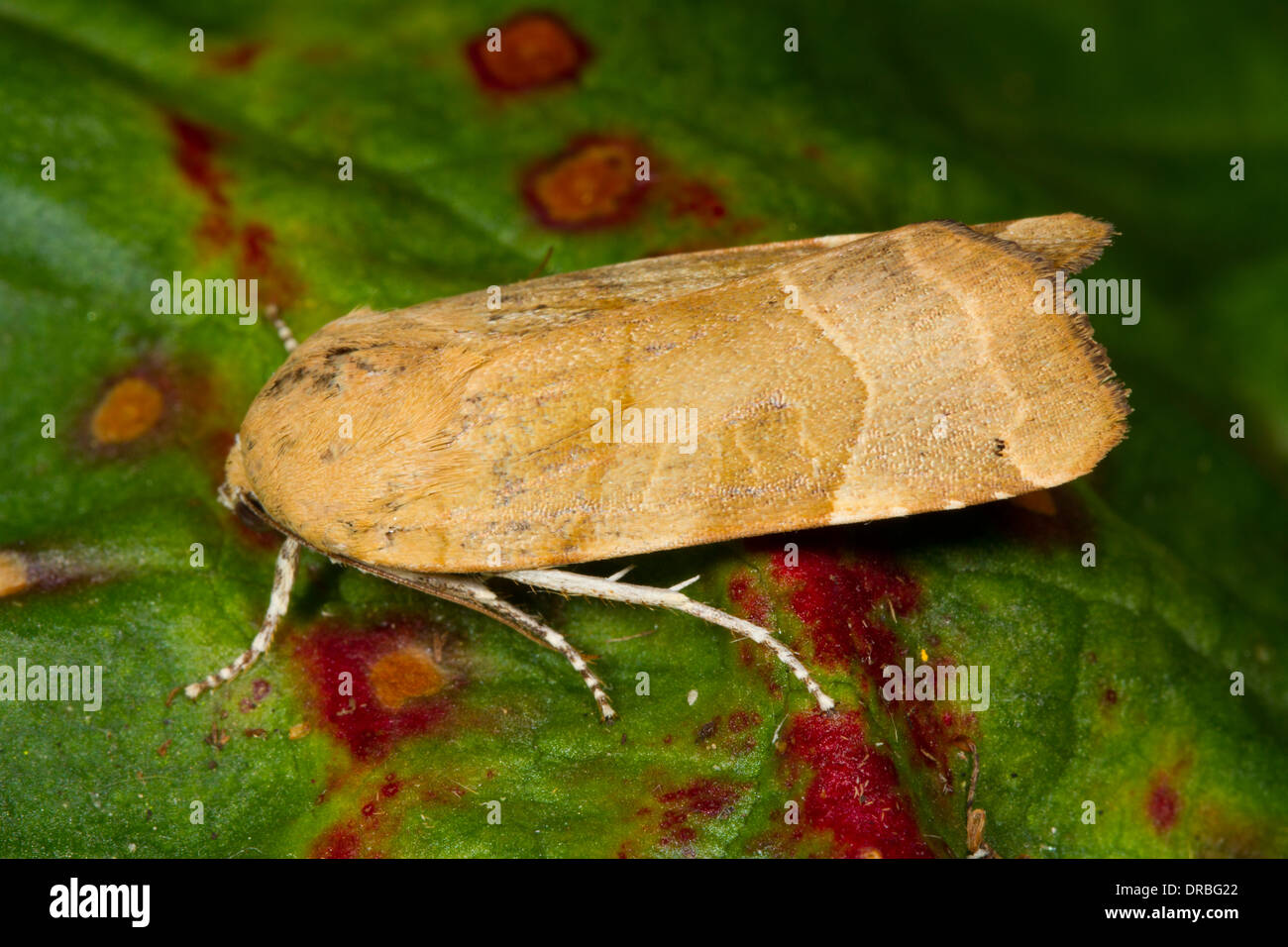 Broad-bordered Yellow Underwing moth (Noctua fimbriata) on a leaf. Powys, Wales. September. Stock Photo