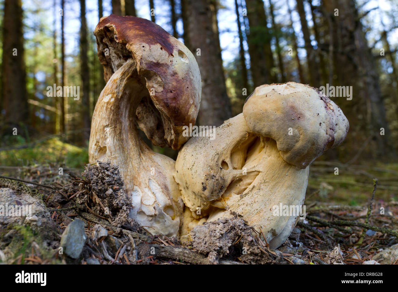 Large distorted specimens of Bitter Bolete (Tylopilus felleus) growing in coniferous woodland. Powys, Wales. September. Stock Photo