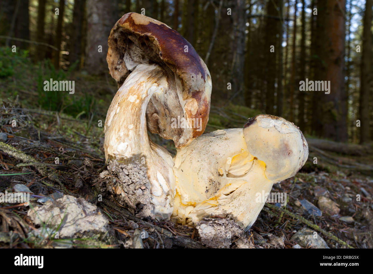 Large distorted specimens of Bitter Bolete (Tylopilus felleus) growing in coniferous woodland. Powys, Wales. September. Stock Photo